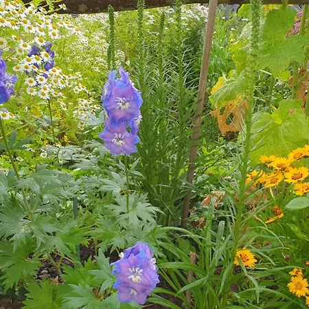 Ellernmuehle - Blumenwiese *